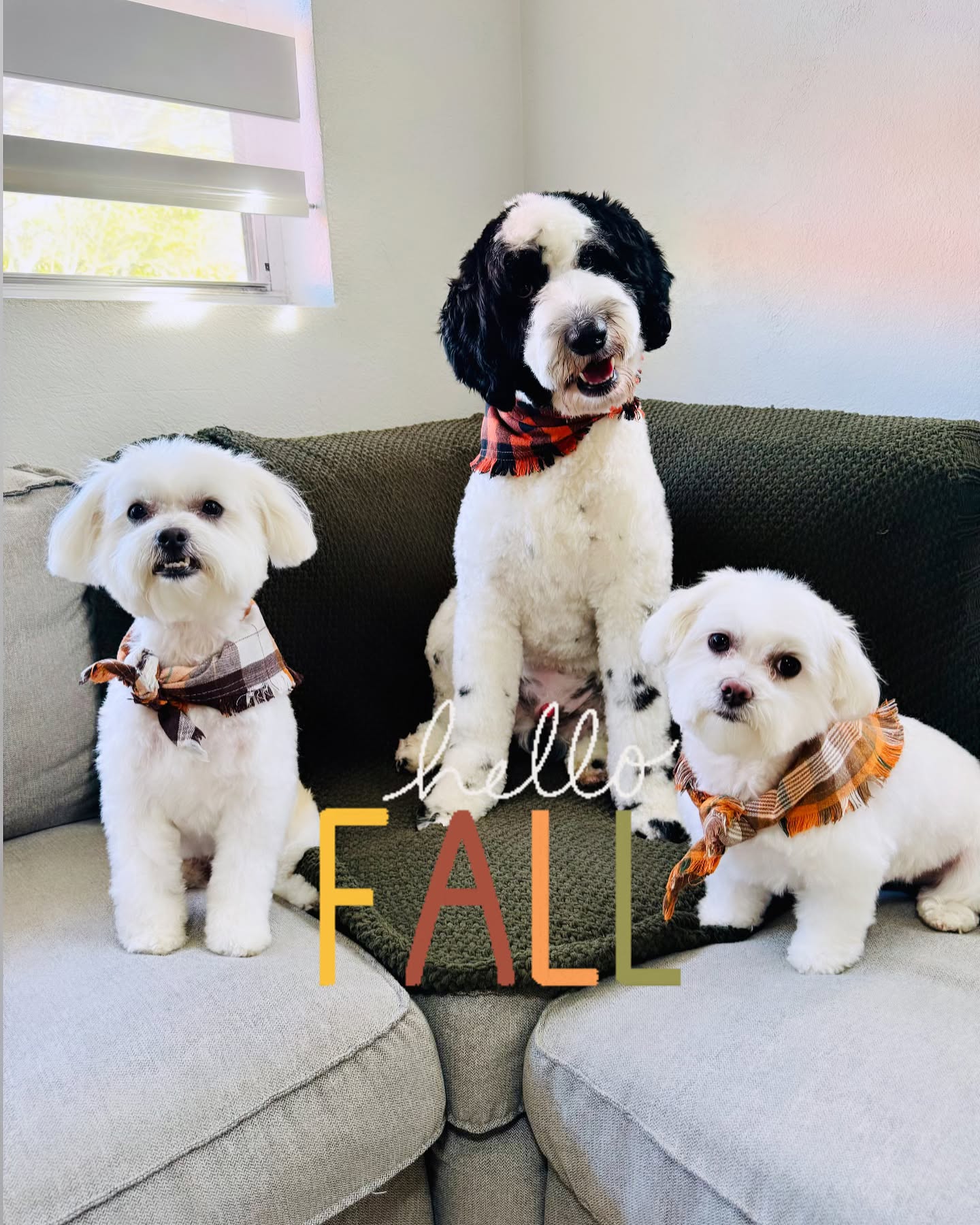 Standard Dog Grooming Service – PINECREST GROOMING