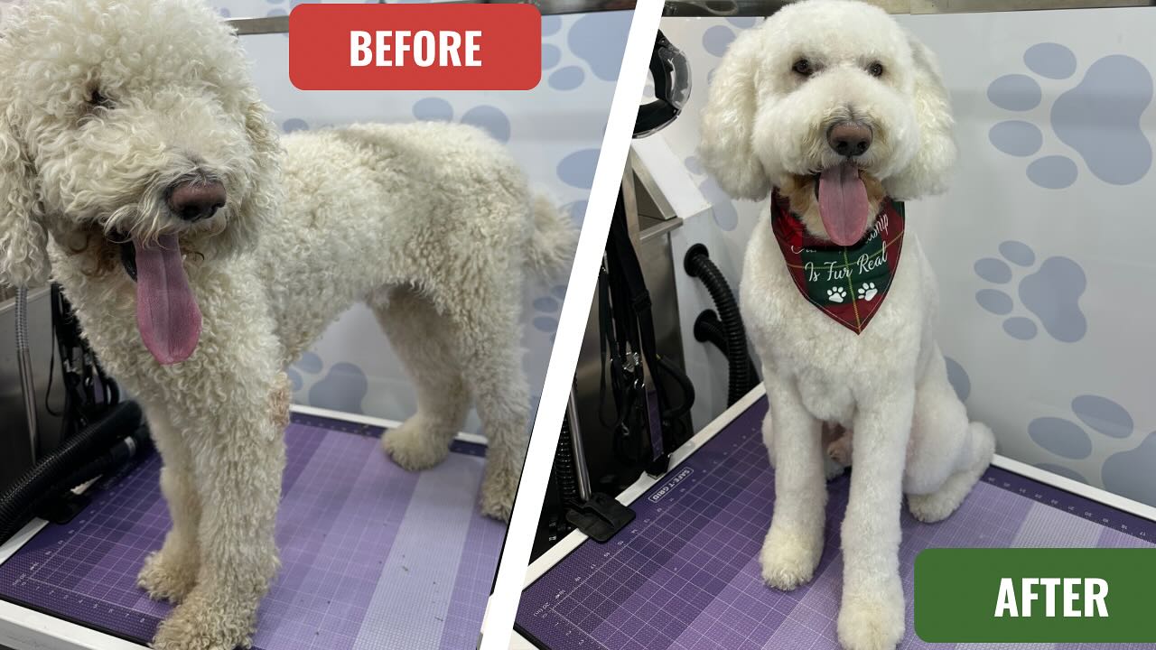 Standard Dog Grooming Service