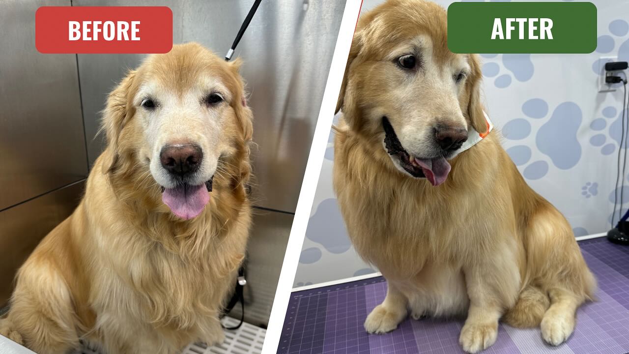 Standard Dog Grooming Service