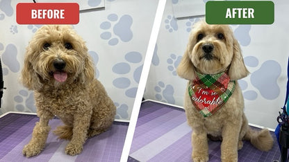 Standard Dog Grooming Service