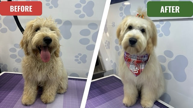 Standard Dog Grooming Service